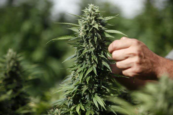 Ответственность за хранение коноплю семена марихуаны быстро