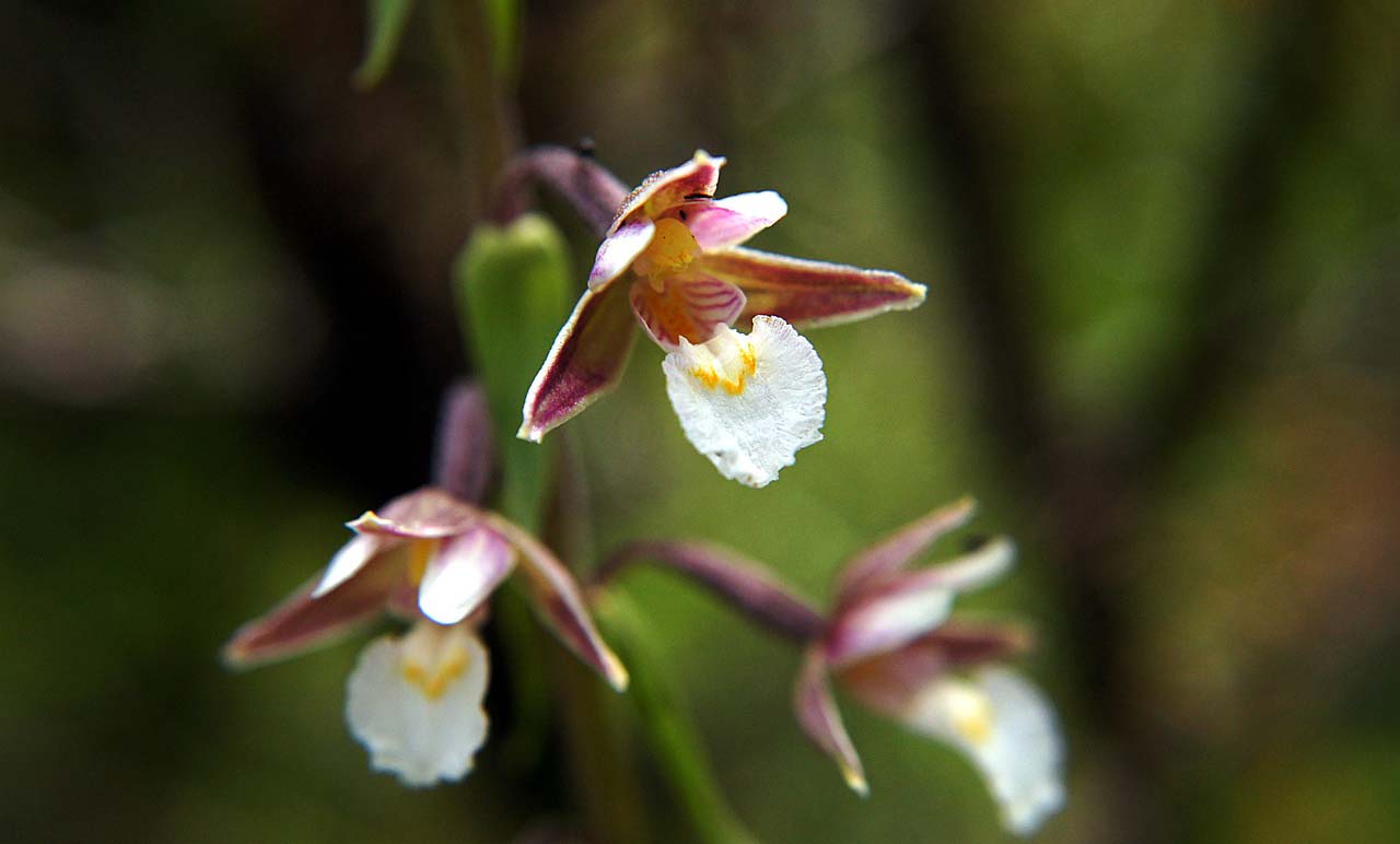 Дремлик Epipactis palustris